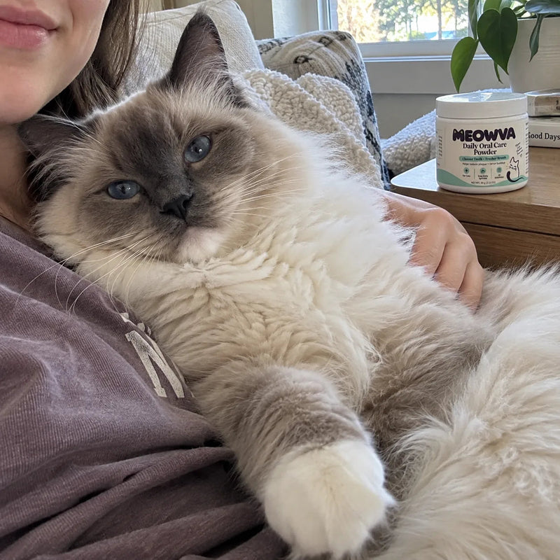 Mochi_thecat