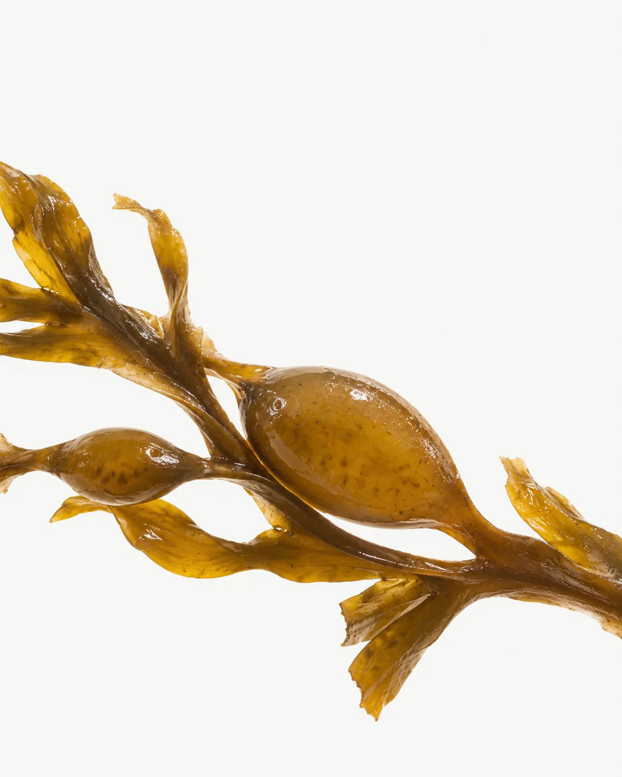 Japanese Seaweed Extract