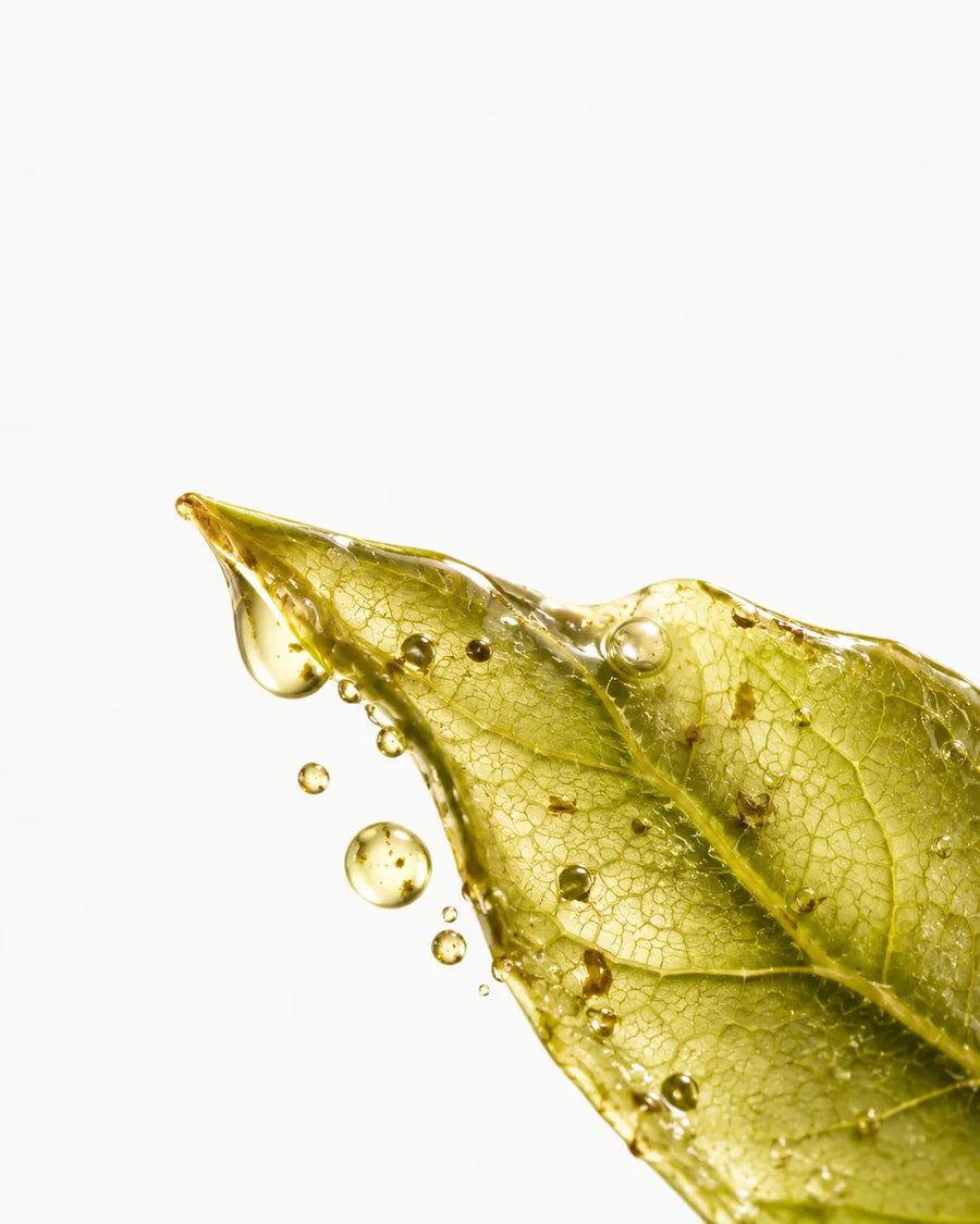 Decaffeinated Green Tea Extract