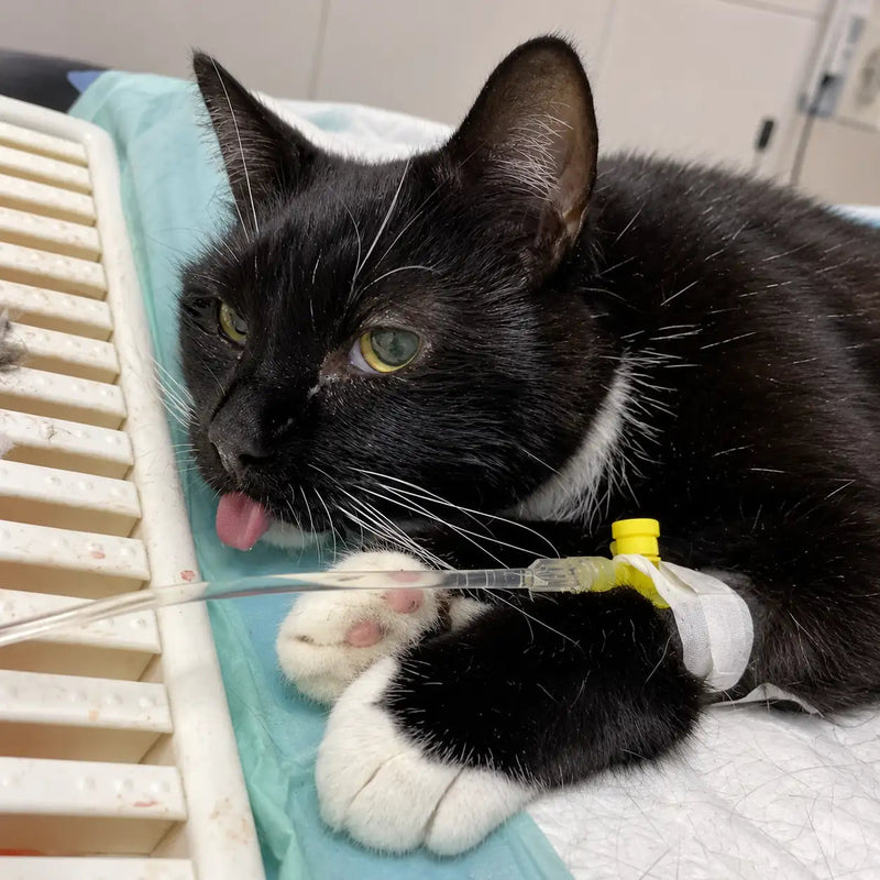 Full Sedation for Extractions